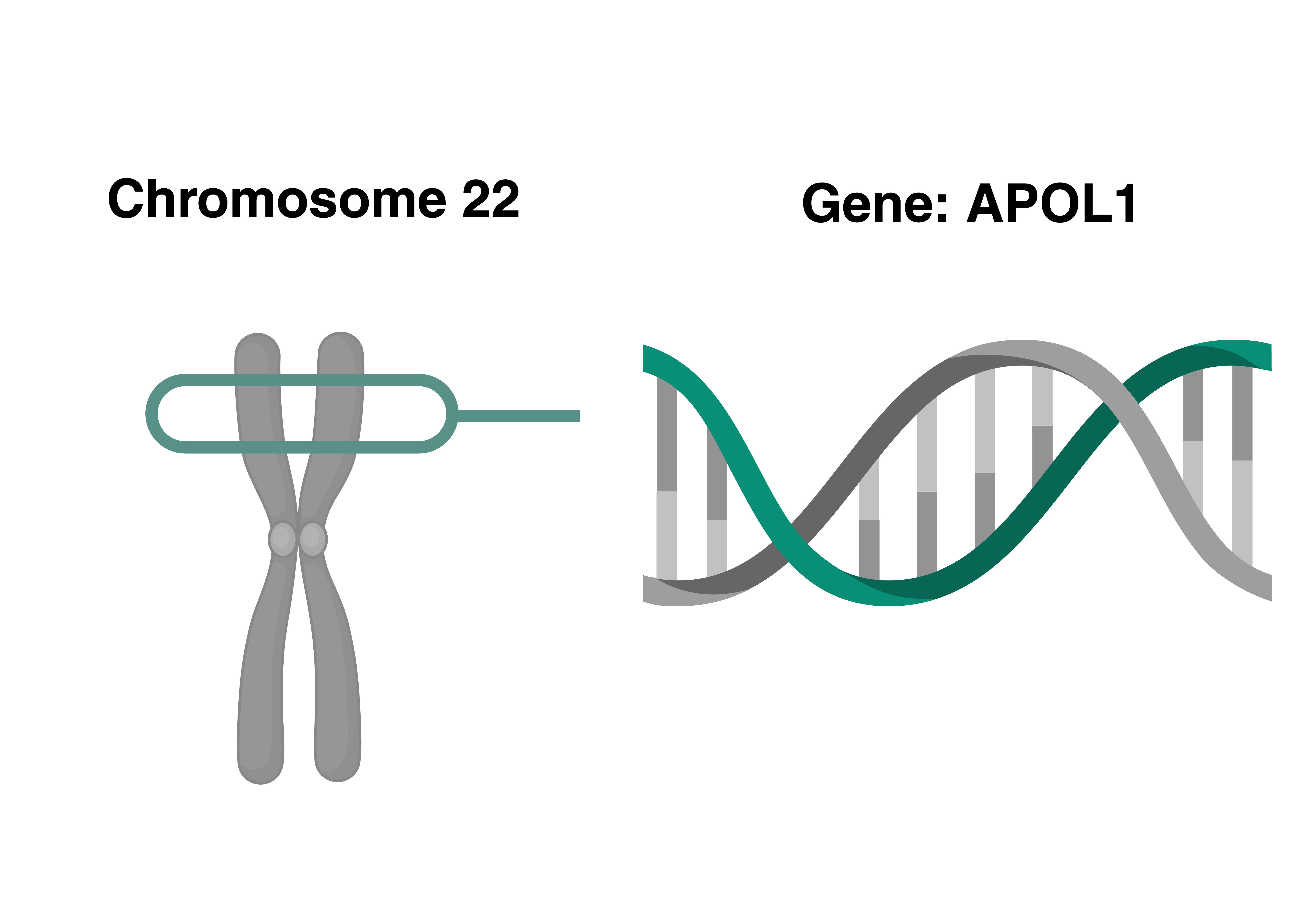 Understanding mechanisms of genetic risk